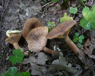 Wässriger Milchling, Foto 3