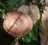 Wässriger Milchling, Foto 8