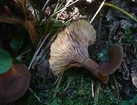 Wässriger Milchling, Foto 10