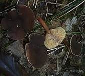 Wässriger Milchling, Foto 11