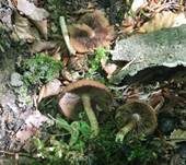 Wässriger Mürbling, Foto 22