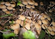 Wässriger Mürbling, Foto 24
