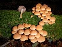 Wässriger Mürbling, Foto 9