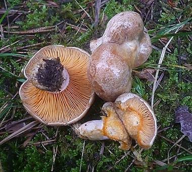 Wechselblauer Edelreizker, Foto 2