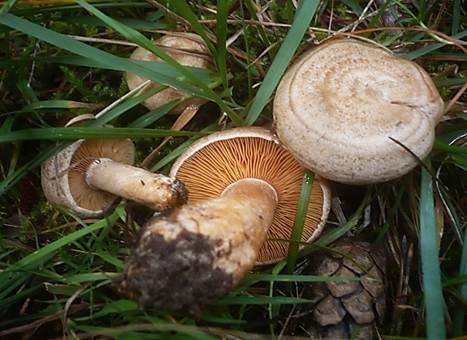 Wechselblauer Edelreizker, Foto 4