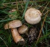 Wechselblauer Edelreizker, Foto 6