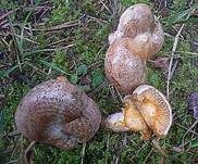 Wechselblauer Edelreizker, Foto 8