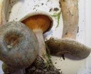 Wechselblauer Edelreizker, Foto 11