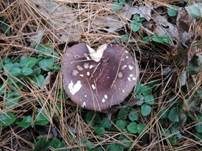 Wechselfarbiger Brätlingstäubling, Foto 7