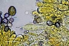 Wechselfarbiger Graustieltäubling, Foto 13