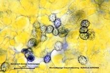 Wechselfarbiger Graustieltäubling, Foto 18