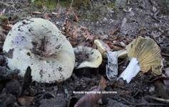 Wechselfarbiger Graustieltäubling, Foto 5