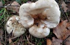 Wechselfarbiger Graustieltäubling, Foto 8