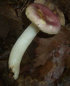 Wechselfarbiger Speitäubling, Foto 3