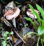 Wechselfarbiger Speitäubling, Foto 13
