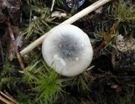 Wechselfarbiger Speitäubling, Foto 16