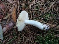 Wechselfarbiger Speitäubling, Foto 19