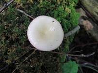Wechselfarbiger Speitäubling, Foto 25