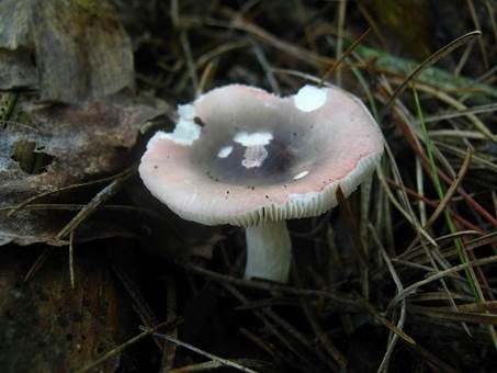 Wechselfarbiger Speitäubling, Foto 5