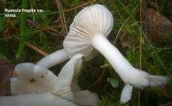 Wechselfarbiger Speitäubling, Foto 33
