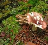 Wechselfarbiger Speitäubling, Foto 11