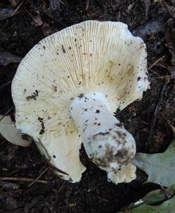 Weicher Täubling, Foto 4