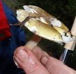 Weicher Täubling, Foto 7