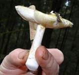 Weicher Täubling, Foto 8