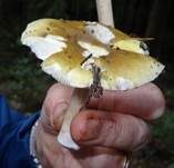 Weicher Täubling, Foto 9