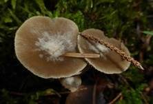 Weicher Trichterling, Foto 19