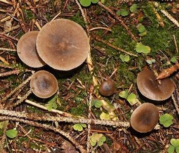 Weicher Trichterling, Foto 5