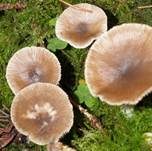 Weicher Trichterling, Foto 6