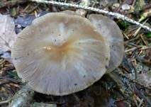 Weicher Trichterling, Foto 8