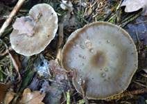 Weicher Trichterling, Foto 9