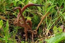 Braune Heidekeule, Foto 4