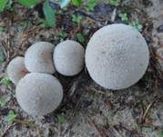 Weichlicher Stäubling, Foto 12
