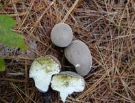 Weichlicher Stäubling, Foto 13