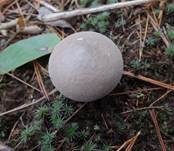 Weichlicher Stäubling, Foto 14