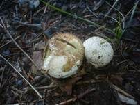 Weichlicher Stäubling, Foto 16
