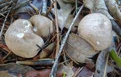 Weichlicher Stäubling, Foto 17