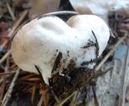 Weichlicher Stäubling, Foto 18