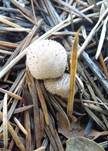 Weichlicher Stäubling, Foto 19