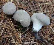 Weichlicher Stäubling, Foto 20