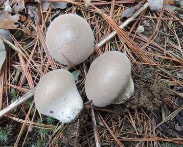 Weichlicher Stäubling, Foto 4