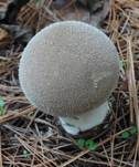 Weichlicher Stäubling, Foto 22