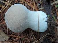 Weichlicher Stäubling, Foto 23