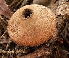 Weichlicher Stäubling, Foto 27