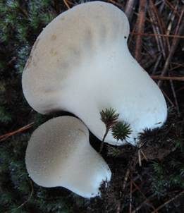 Weichlicher Stäubling, Foto 5
