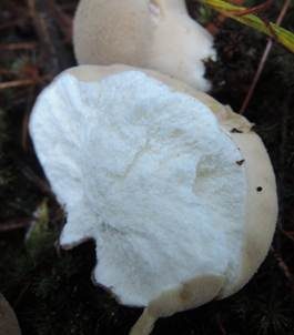 Weichlicher Stäubling, Foto 6