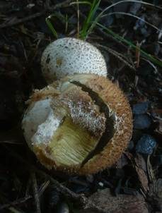Weichlicher Stäubling, Foto 7